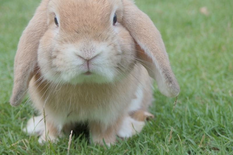 A tan lop-eared rabbit sitting on grass and looking toward the camera.
