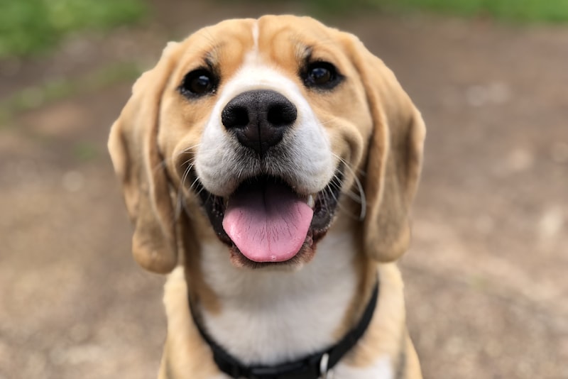 A close portrait of a dog's face, eyes, and ears outdoors.