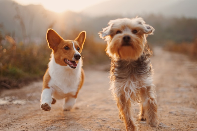 A person walking two dogs along a path on a bright day.