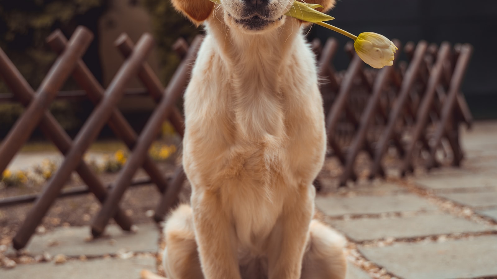 A young golden puppy sitting on grass and looking up attentively.