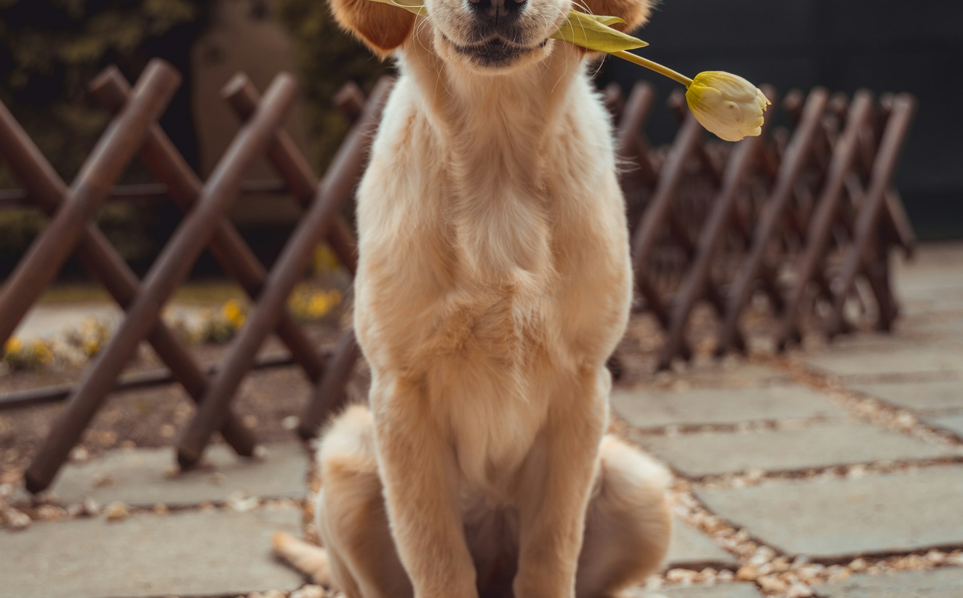 A young golden puppy sitting on grass and looking up attentively.