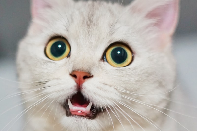 A young cat sitting and looking toward the camera indoors.